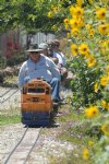 Picture Title - Kelley pulling passengers