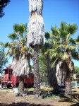 Picture Title - California Caboose