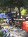 Picture Title - Flowers and Trains