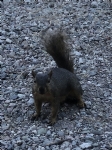 Picture Title - Squirrels 