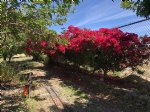 Picture Title - Bougainville 