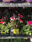 Picture Title - Plants for SCLS from the mark down racks 