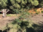 Picture Title - Charlie’s redwood tree with lights 