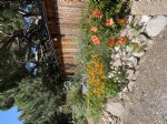 Picture Title - Lots of poppies
